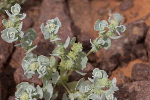 gibber saltbush (Atriplex fissivalvis)