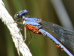 Arrenurus