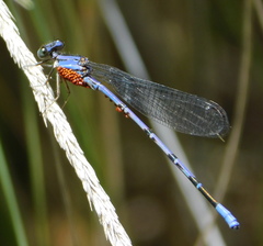 Arrenurus