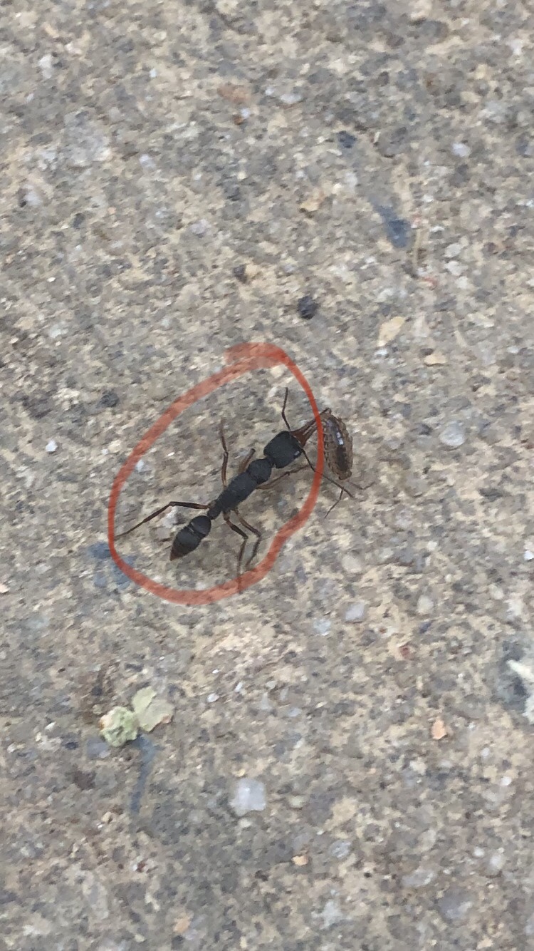 Harpegnathos venator