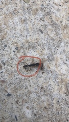 Harpegnathos venator