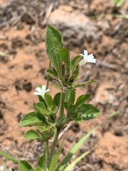 Dyschoriste setigera