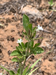 Dyschoriste setigera