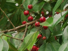 Syzygium tierneyanum