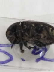 Dermestes laniarius
