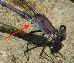 Arrenurus