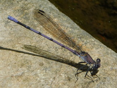 Arrenurus
