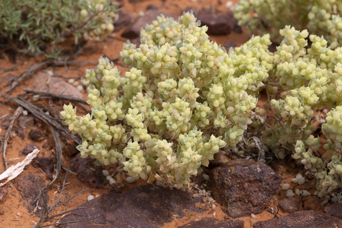 Pop saltbush (Atriplex spongiosa)