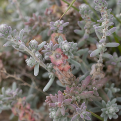 Maireana trichoptera