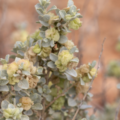 Atriplex vesicaria