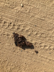 Spilogale gracilis