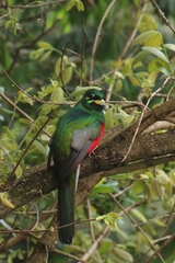 Apaloderma narina narina