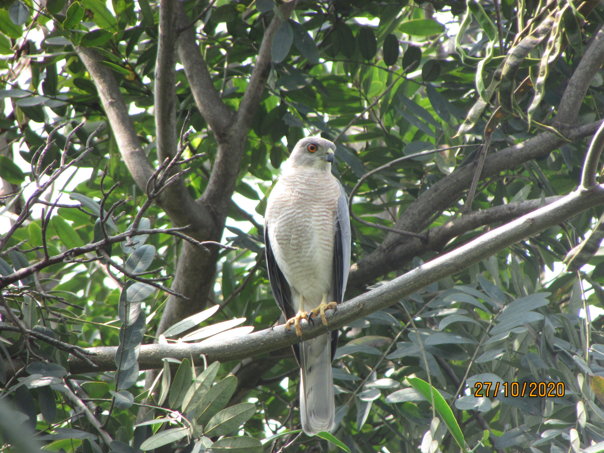 Shikra