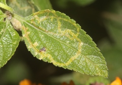 photo of Ophiomyia mine in a Lantana leaf