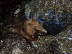 Rhamphocottus richardsonii