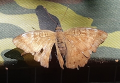 Euthalia aconthea