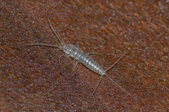 Ctenolepisma calvum