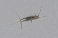 Ctenolepisma calvum