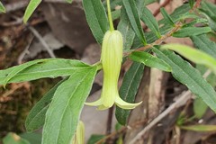 Billardiera mutabilis