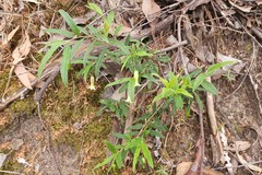 Billardiera mutabilis