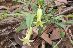 Billardiera mutabilis