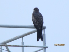 Milvus migrans govinda
