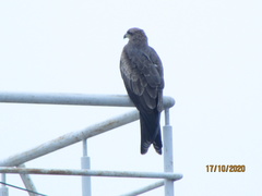 Milvus migrans govinda