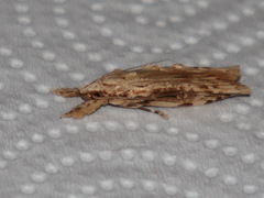 Xylomimetes