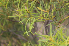 Acacia hakeoides
