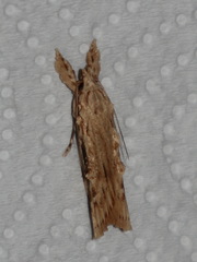 Xylomimetes