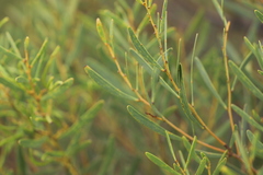 Acacia hakeoides