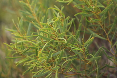 Acacia hakeoides