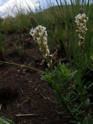 Image of Hebenstretia comosa by no rights reserved