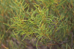 Acacia hakeoides