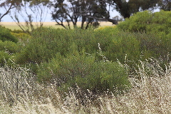 Acacia hakeoides