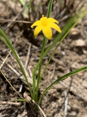 Hypoxis filiformis