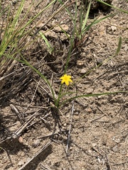 Hypoxis filiformis