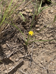 Hypoxis filiformis