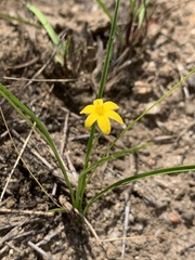 Hypoxis filiformis