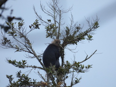 Semnopithecus johnii