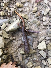 Speleomantes italicus