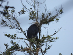 Semnopithecus johnii