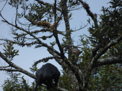 Semnopithecus johnii