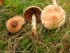 Lepiota oreadiformis