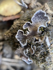 Peltigera lepidophora