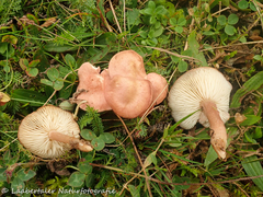 Calocybe carnea