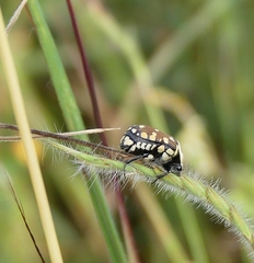 Clinteria klugi rufipennis