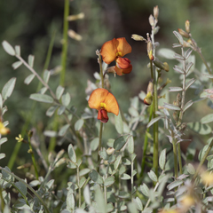 Swainsona stipularis