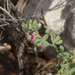Lotus cruentus