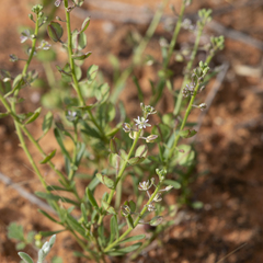 Lepidium phlebopetalum